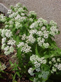 Посконник пронзеннолистный – Eupatorium perfoliatum L.