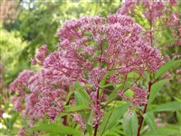Посконник пятнистый – Eupatorium maculatum L.