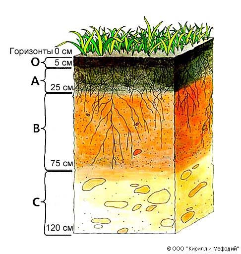 Материнская порода гумусовый вымывания вмывания. Строение почвы почвенные горизонты. Почвенный Горизонт это в географии 8 класс. Строение почвенного профиля почвенные горизонты. Почвенные горизонты схема.