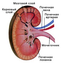 Почечная лоханка (внутреннее строение почки человека)