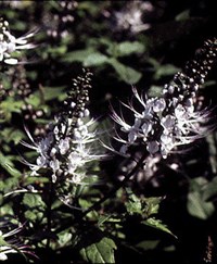 Почечный чай