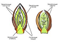 Почка (в ботанике)