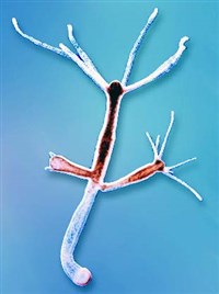 Почкование