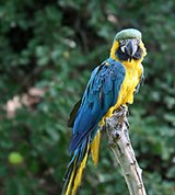 Пражский зоопарк (попугай)
