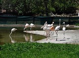 Пражский зоопарк (фламинго)