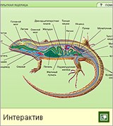 Пресмыкающиеся (системы внутренних органов)