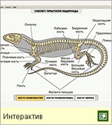 Пресмыкающиеся (скелет прыткой ящерицы)