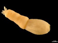 Приапулиды (Приапулида)