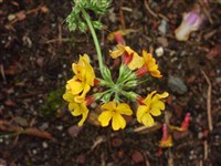 Примула Буллея – Primula bulleyana Forr.
