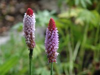 Примула Виаля – Primula vialii Delav.ex Franch.