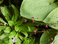 Примула Кокбурна – Primula cockburniana Hemsl. (1)