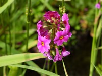 Примула Пойссона – Primula poissonii Franch.