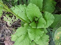 Примула Флоринды – Primula florindae Kindom-Ward. (1)