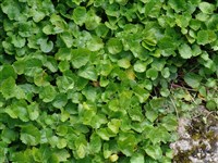 Примула Юлии – Primula juliae Kuzn. (1)