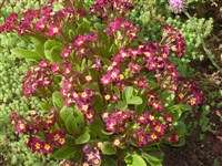 Примула высокая, карпатская – Primula elatior (L.) Hill.