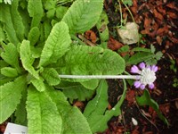 Примула головчатая – Primula capitata Hook. (1)