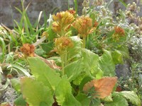 Примула лесная – Primula forrestii Balf.f.