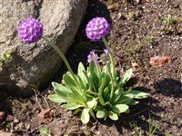 Примула мелкозубчатая – Primula denticulata Sm. (1)