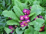 Примула обыкновенная, бесстебельная – Primula vulgaris Huds. (2)