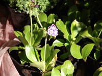 Примула опушенная – Primula x pubescens Jasq.