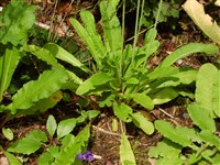 Примула сиккимская – Primula sikkimensis Hook.f. (1)