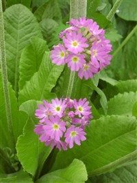 Примула холодная – Primula algida Adams.