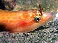 Присоскообразные (Рыба-присоска)