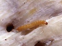 Проволочник