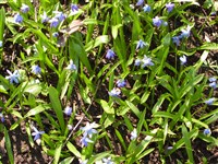 Пролеска Мищенко, Тубергена – Scilla mischtschenkoana Grossh.