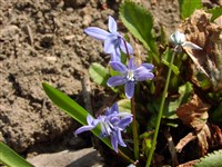 Пролеска двулистная – Scilla biflora L.
