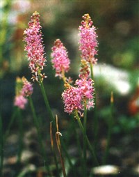 Пролеска пролесковидная, китайская – Scilla scilloides (Lindl.) Druce