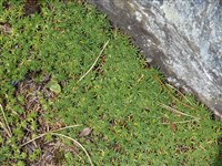 Проломник молочно-белый – Androsace lactea L.