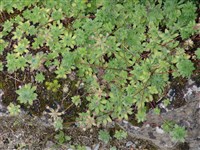 Проломник отпрысковый – Androsace sarmentosa Wallich. (1)