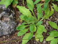 Проломник туполистный – Androsace obtusifolia All.