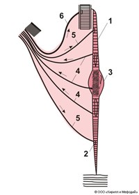 Проприоцепторы (схема)