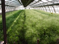 Просо волосовидное – Panicum capillare L.