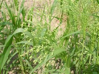 Просо посевное – Panicum miliaceum L. (1)