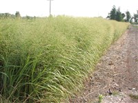 Просо прутьевидное, гигантское – Panicum virgatum L.