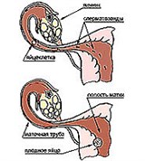 Процесс оплодотворения