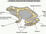 Прудовая лягушка (строение конечностей)