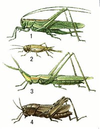 Прямокрылые (зеленый кузнечик и др.)