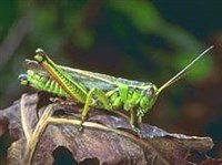 Прямокрылые (отряд прямокрылые)