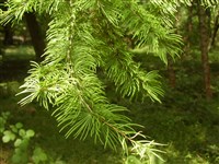 Псевдолиственница приятная, Кэмпфера. – Pseudolarix amabilis (J.Nels.) Rehd.