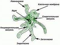 Псевдоподии