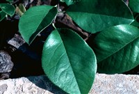 Псевдоцидония китайская – Pseudocydonia sinensis (Dum.-Cours.) Schneid.