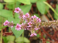 Псиллиостахис Суворова – Psylliostachys suworowii (Reg.) Roshk.