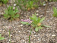 Псиллиостахис тонкоколосый – Psylliostachys leptostachya (Boiss.) Roshk.