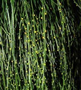 Псилотовидные (Псилот)