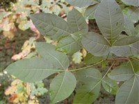 Птелея трехлистная, кожинка, вязовик – Ptelea trifoliata L. (1)