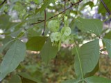 Птелея трехлистная, кожинка, вязовик – Ptelea trifoliata L. (2)